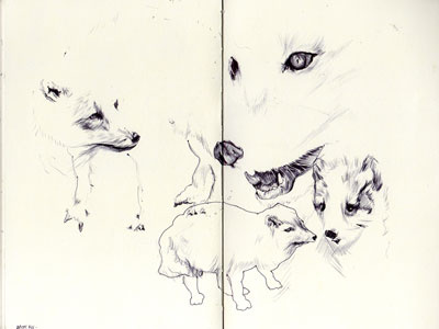 bestiary: arctic fox arctic fox bestiary drawing