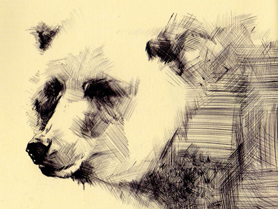 Bestiary: grizzly bear bear bestiary drawing grizzly