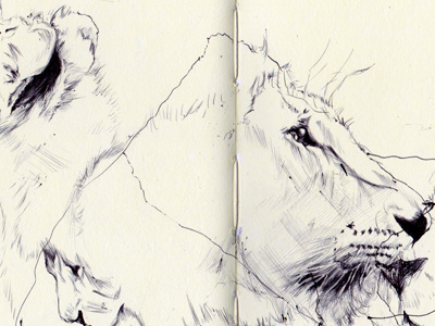 bestiary: asian lion asian lion bestiary drawing
