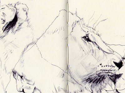 bestiary: asian lion