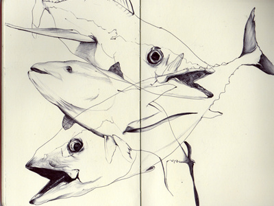 bestiary: atlantic blue fin tuna atlantic blue fin tuna bestiary drawing tuna