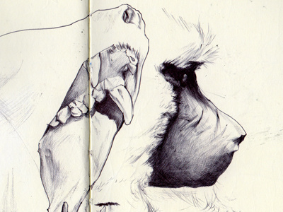 bestiary: baboon baboon bestiary drawing
