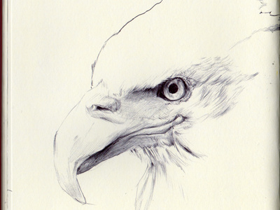 bestiary: bald eagle by donny nguyen on Dribbble