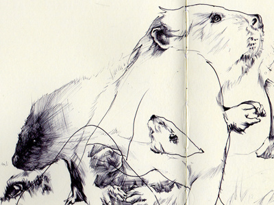 bestiary: beaver beaver bestiary drawing