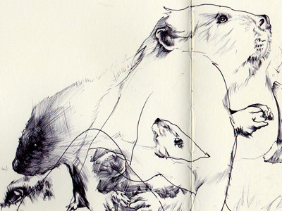 bestiary: beaver beaver bestiary drawing