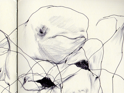 bestiary:beluga whale beluga whale bestiary drawing