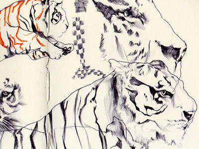 bestiary: bengal tiger bengal tiger bestiary drawing