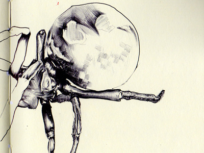 black widow spider bestiary black widow spider drawing