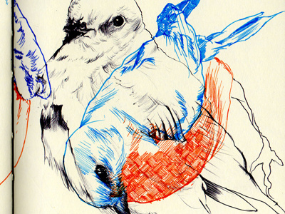 bluebird bestiary bluebird drawing