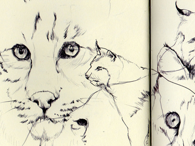 bobcat bestiary bobcat drawing