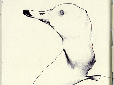 canvasback bestiary canvasback drawing