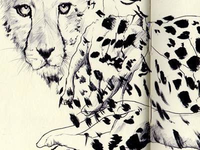 cheetah bestiary cheetah drawing