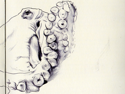 common octopus bestiary common drawing octopus