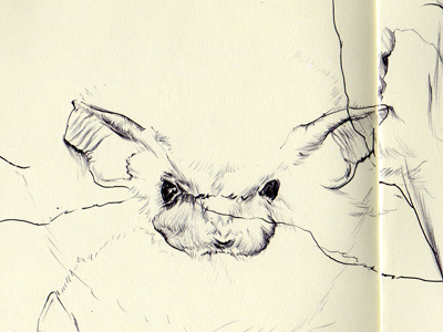 common vampire bat bat bestiary common drawing vampire