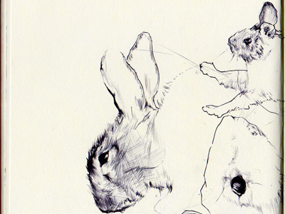 cottontail rabbit bestiary cottontail drawing rabbit