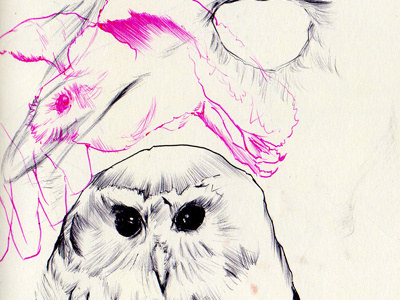 cuban screech owl bestiary cuban drawing owl screech