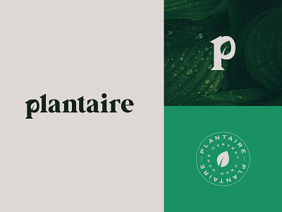 plantaire - Logo / Brand Identity Design brand identity branding design logo logo design plant