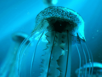Jellyfish Gif + Wallpaper 3d animated gif jelly jellyfish ocean sea tentacles under water wallpaper water