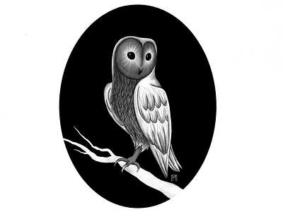 Owl animal drawing illustration owl