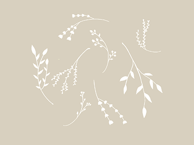 Petite Branches branch branding design drawing floral illustration sketch