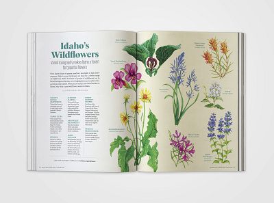 Idaho's Wildflowers editorial idaho illustration magazine wildflowers