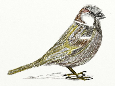 Sparrow artrage artwork bamboo bird ipad sketch sparrow