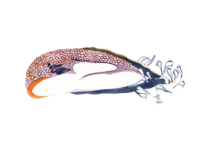 Sea Fish - character design big fish cleaner fish illustration remora