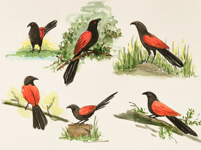 Greater Coucal | A Quick Study