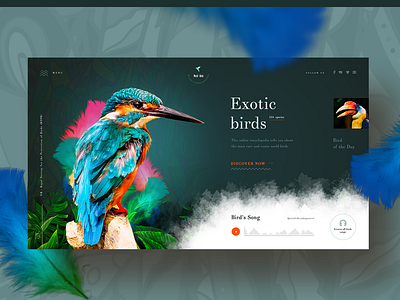 Exotic birds birds colorful design exotic birds ux ux ui webdesign