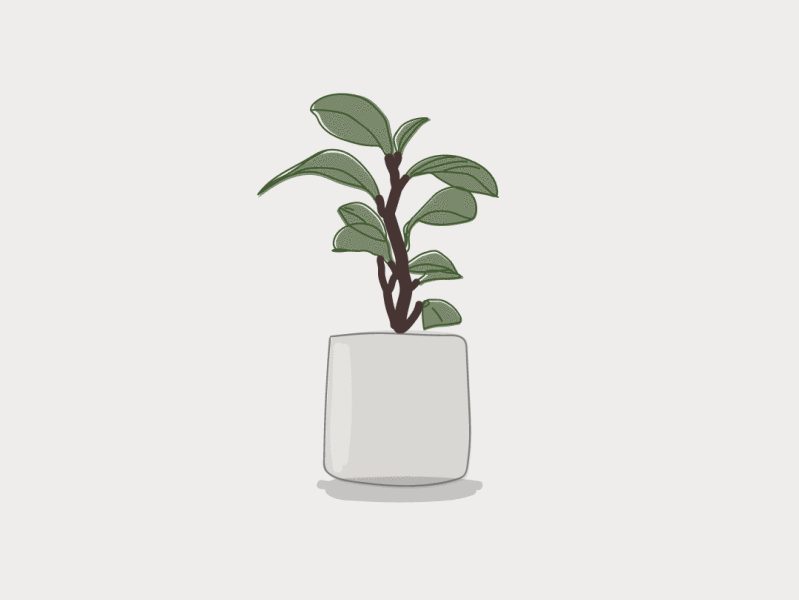 Plant Illustration | Peperomia digital art digital design greenery illustration plant illustration planter plants pot