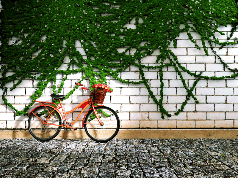 Let's ride🚲 3d bricks wall 3d creepers 3d cycle b3d modelling cycles rendering blender creative green atmosphere morning light