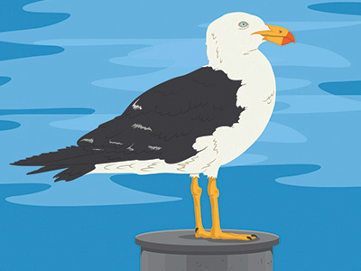 Surf Gull bird comic concept gull illustration seagull vector