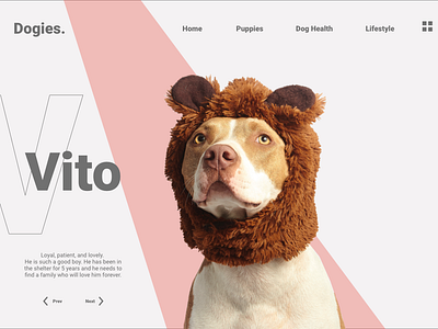 Adoption Web adobe adoption dog ui ux uidesign uidesigner web web design