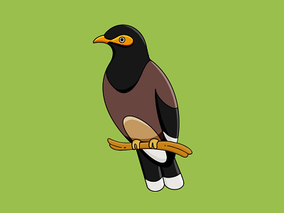 Mynah bird bird illustration birds illustration procreate vector