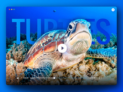 Video Player dailyui turtles video player