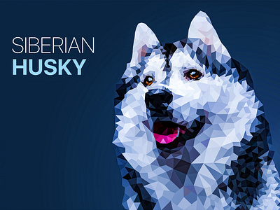 Polygonal Siberian Husky vector illustration
