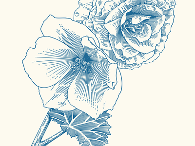 Begonias begonia illustration vector