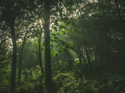 A bit deeper outside the window.. beautiful nature ecosystem environment jungle nature photography rainforest sunrise