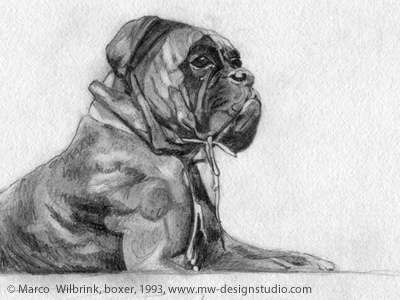 Boxer Dog Pencil Drawing 2d animal art black boxer detail dog drawing drawn face fine hand illustration paper pencil shading shadow sketch sketching texture white