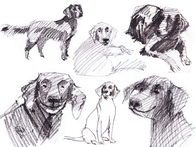 Dog sketches charcoal character childrens freehand hand drawing illustration sketch