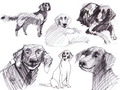 Dog sketches charcoal