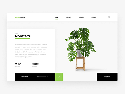 Natural Market Web Design (Concept) design green interface leaf monstera site ui ux web
