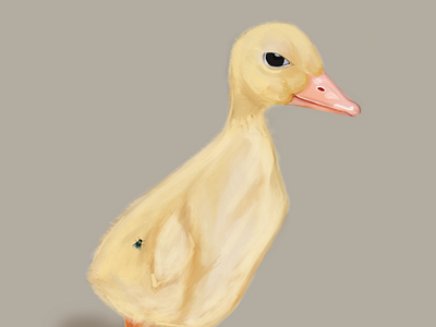 Baby duck