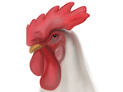 Chicken illustration procreate