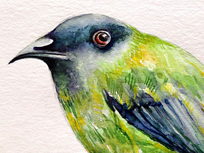 Bellbird art bird drawing graphic green illustration painting watercolor watercolour