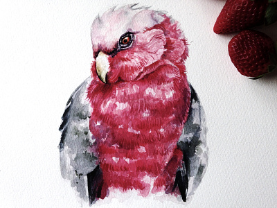 Galah art bird drawing graphic illustration painting watercolor watercolour