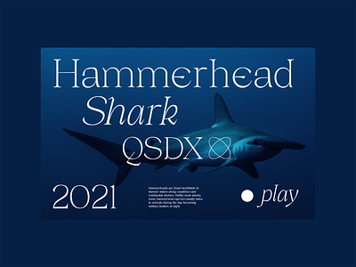 Design & Layout exploration for Hammerhead Shark Documentary