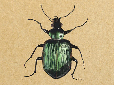 Beetle Digital Illustration