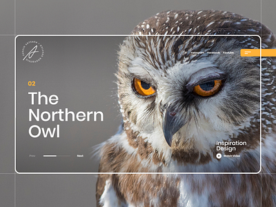 The Northern Owl animals concept inspiration design interaction interface landing owl trend uiux webdesign webpage website