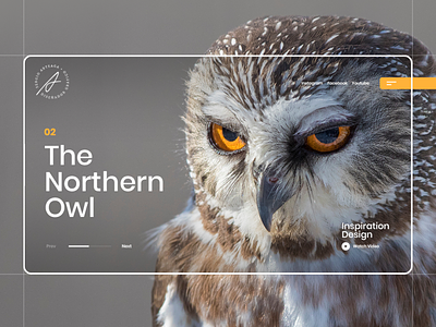 The Northern Owl